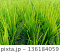rice field image 136184059