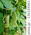 Green mucuna pruriens hanging from the stem 136184061