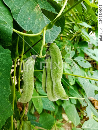 Green mucuna pruriens hanging from the stem Green mucuna pruriens hanging from the stem 136184061