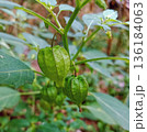 closeup photo of Physalis Angulata fruit 136184063