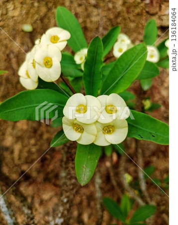 closeup photo of yellow euphoebia flower closeup photo of yellow euphoebia flower 136184064