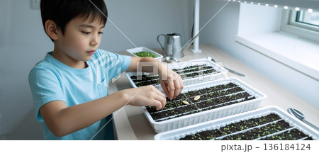 Asian boy planting microgreens seeds in soil trays indoors. Concentrated child gardening at home with grow light. Healthy lifestyle and education concept 136184124