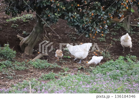餌を探している烏骨鶏 136184346