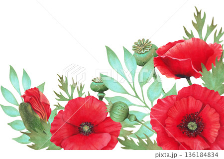 Horizontal frame with poppies, buds and seed pods. Wild Poppy Festival. Hand drawn botanical watercolor art. Remembrance and Mourning Day. Template for packaging, invitations and printed materials 136184834