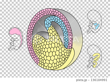 受精卵分裂成胎兒部分的示意圖 136184991