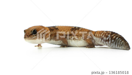 Side View of a Captive African Fat-Tailed Gecko Isolated on White Background in Studio Side View of a Captive African Fat-Tailed Gecko Isolated on White Background in Studio 136185018