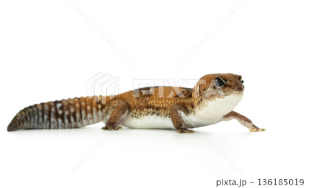Side View of a Captive African Fat-Tailed Gecko Isolated on White Background in Studio Side View of a Captive African Fat-Tailed Gecko Isolated on White Background in Studio 136185019