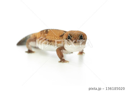 A Captive African Fat Tailed Gecko Isolated on White Background 136185020