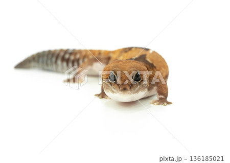 A Captive African Fat Tailed Gecko Isolated on White Background A Captive African Fat Tailed Gecko Isolated on White Background 136185021