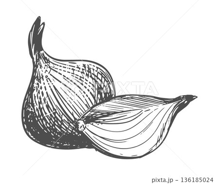 A composition of a quarter onion and a whole bulb on a white background. Vector illustration of the vegetable. Linear sketch of the aromatic spice. Imitation of engraving. A composition of a quarter onion and a whole bulb on a white background. Vector illustration of the vegetable. Linear sketch of the aromatic spice. Imitation of engraving. 136185024