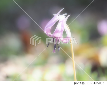 可憐なカタクリの花 136185033