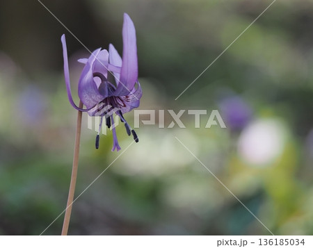 可憐なカタクリの花 136185034