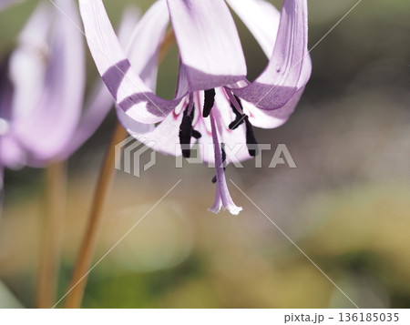 可憐なカタクリの花 136185035
