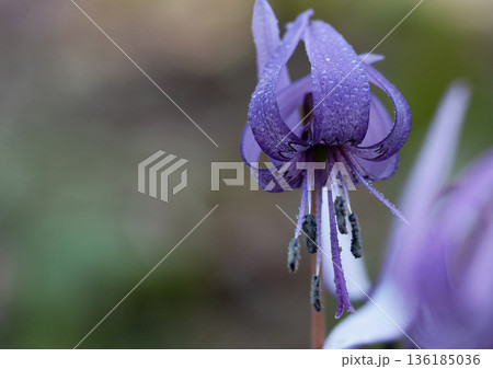 可憐なカタクリの花 136185036
