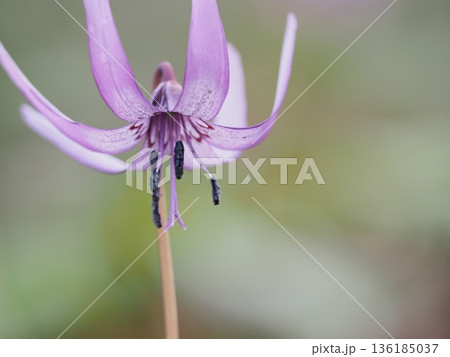 可憐なカタクリの花 136185037