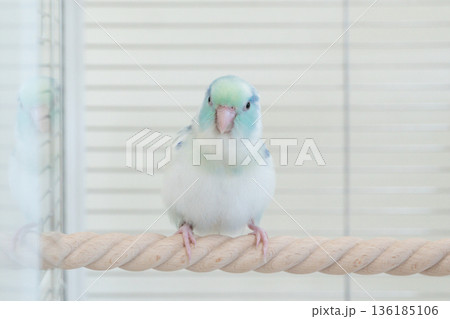 A Hand-Tame Forpus Parrotlet Perched on a Light-Tone Wooden Perch Inside a Captive Enclosure A Hand-Tame Forpus Parrotlet Perched on a Light-Tone Wooden Perch Inside a Captive Enclosure 136185106