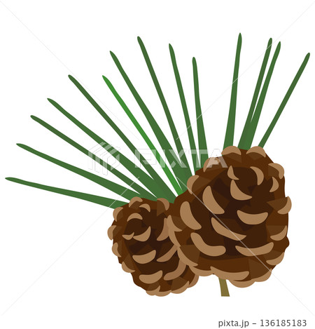 松葉と松ぼっくりのイラスト 136185183