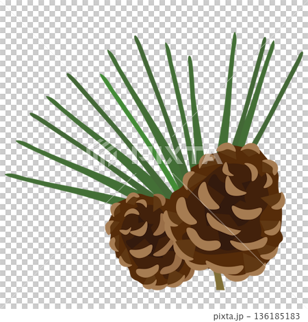 松葉と松ぼっくりのイラスト 136185183