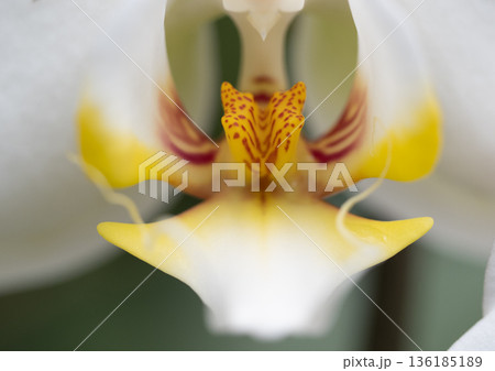 神秘の胡蝶蘭 136185189