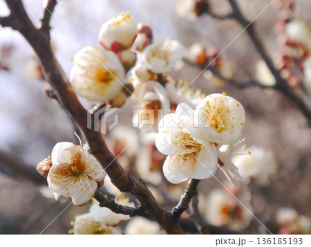 満開の梅 136185193