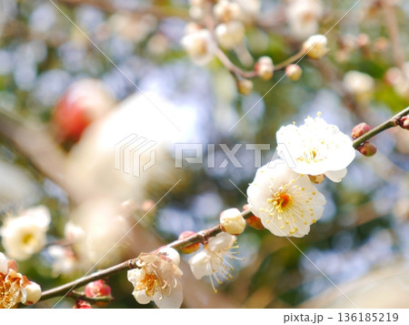 満開の梅 136185219
