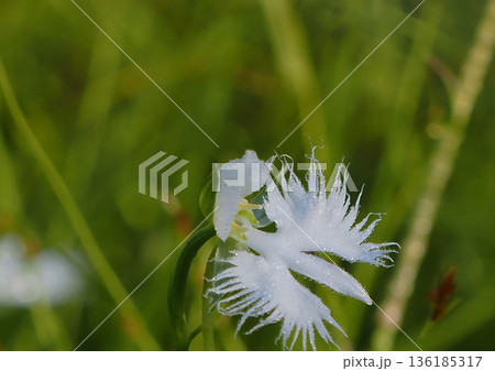 白いさぎ草 白いさぎ草 136185317