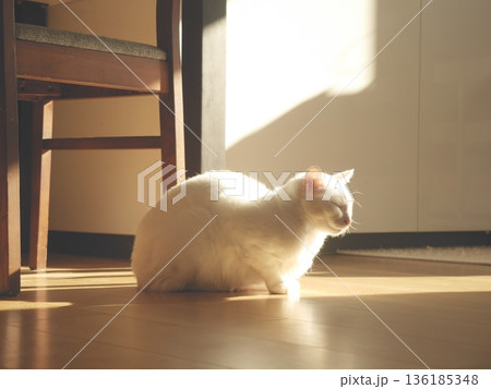 リラックス　光が当たる猫 136185348
