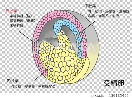 與受精卵的分化 與受精卵的分化 136185492