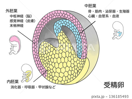 受精卵から胎児の各部位に分化 136185493