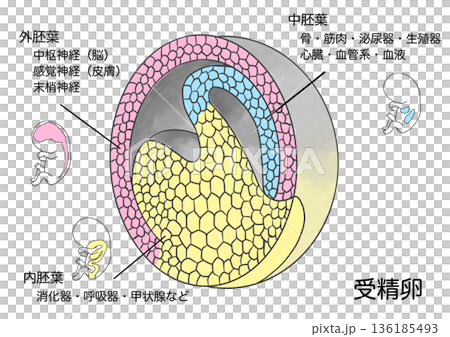 Differentiation of each part of the fetus from the fertilized egg Differentiation of each part of the fetus from the fertilized egg 136185493