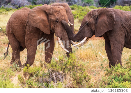 African elephant in Samburu National Reserve African elephant in Samburu National Reserve 136185508