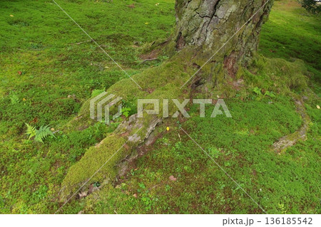 苔の生えた木の根元 136185542