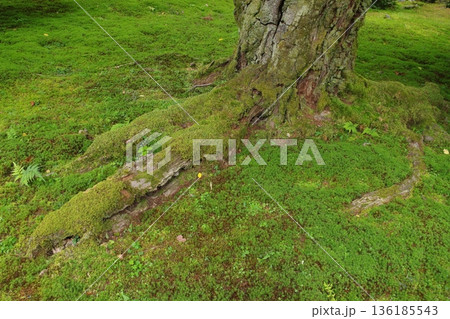 苔の生えた木の根元 苔の生えた木の根元 136185543