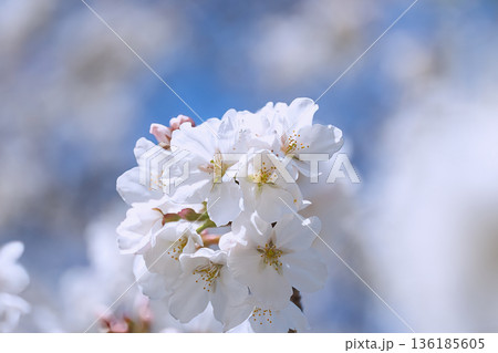 桜咲く 136185605