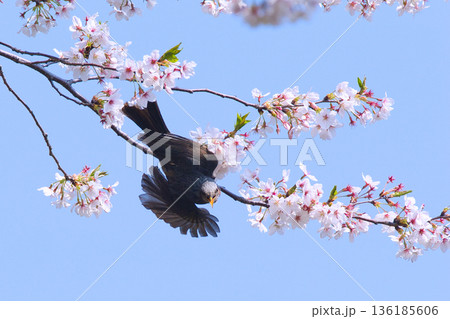 満開の桜の蜜を吸うヒヨドリ 136185606