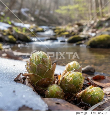 小川の春 136185796