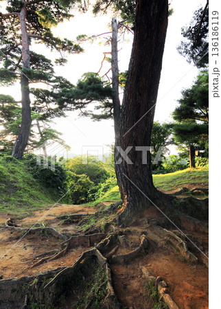春日山城址の古木 春日山城址の古木 136186119