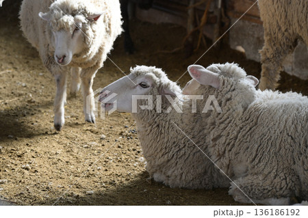 嫉妬する羊 136186192