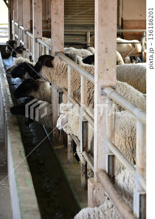 たくさんの家畜の羊たち たくさんの家畜の羊たち 136186201