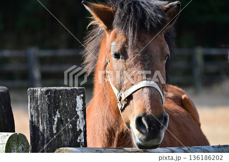 正面を向くかわいい馬の顔 正面を向くかわいい馬の顔 136186202