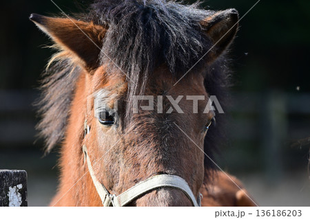 かっこいい馬のアップ 136186203
