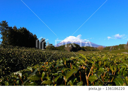 冬の大淵笹場と、雪化粧した富士山の絶景(静岡県富士市) 冬の大淵笹場と、雪化粧した富士山の絶景(静岡県富士市) 136186220