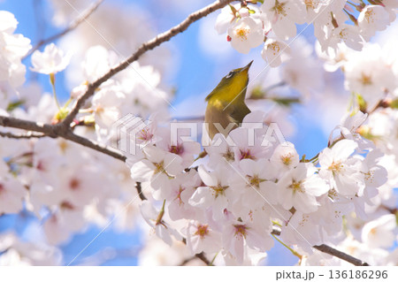 満開の桜の花の蜜を吸うメジロ 136186296