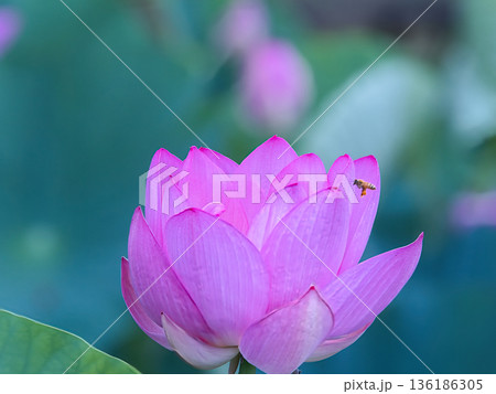 咲き始めた蓮の花 136186305