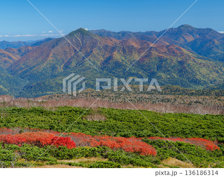 ナナカマドの紅葉とハイマツと大雪の山々 ナナカマドの紅葉とハイマツと大雪の山々 136186314