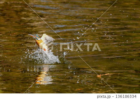 水中から飛び出したカワセミ 水中から飛び出したカワセミ 136186334