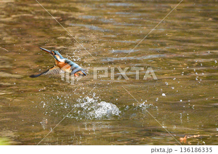 水中から飛び出したカワセミ 136186335