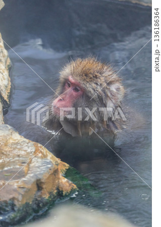 スノーモンキー～地獄谷野猿公苑～(山ノ内町-長野県) 136186364