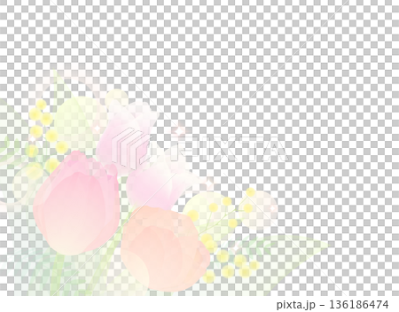 チューリップとミモザのイラスト チューリップとミモザのイラスト 136186474