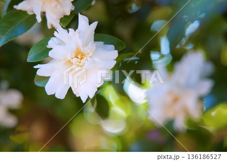 サザンカ サザンカ 136186527